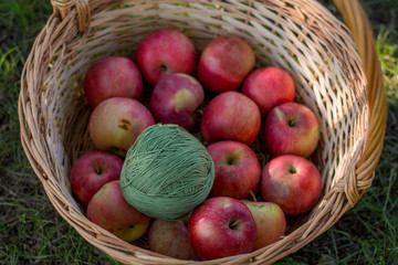 Beautiful girl in an apple orchard. A child tears apples from a tree. Picking apples. Basket of apples in the hands of a girl