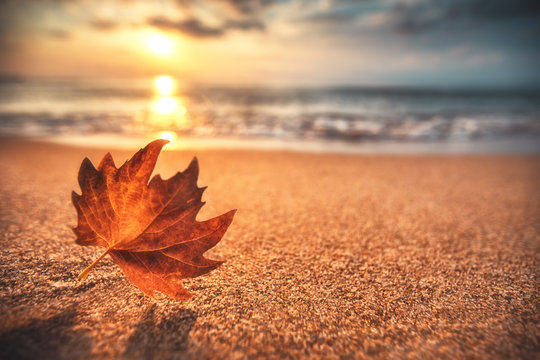 Autumn leaf on the sand. Beautiful cloudscape over the sea, sunrise shot

