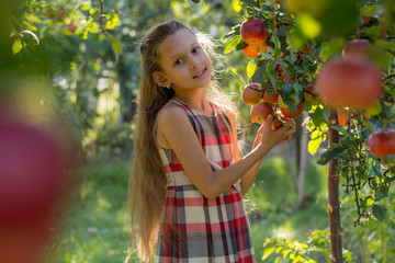 Beautiful girl in an apple orchard. A child tears apples from a tree. Picking apples