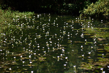 Obraz na płótnie Canvas 池に咲いた白い花