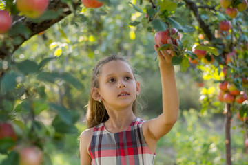 Beautiful girl in an apple orchard. A child tears apples from a tree. Picking apples