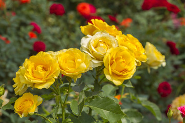 Yellow rose in flower garden