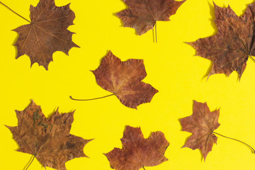 Colorful autumn leaves on yellow background 