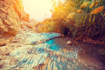 Oasis in the desert. Path to the David Waterfall. Ein Gedi reserve, Israel