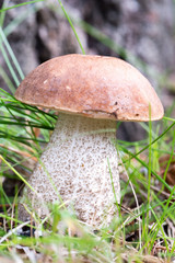 Boletus on grass.