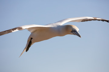 In their breeding colonies the gannets are hardly afraid and are therefore very easy to catch. The genus name Morus comes from the ancient Greek moros, also with the meaning stupid, doltish