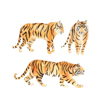 Watercolor set with tiger. Summer decoration print for wrapping, wallpaper, fabric. Watercolour
