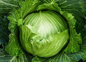 white cabbage in the garden. top view