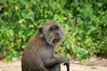 Wild Monkey in Singapore