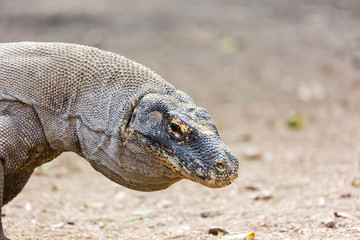 Drago di Komodo