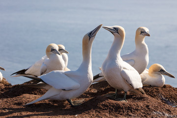 Obraz premium Welcome ceremony of the gannets at the nest