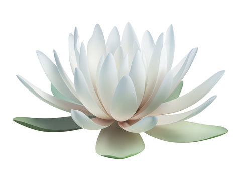 Lotus flower isolated on white. Vector illustration