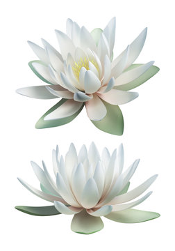 White lotus vector isolated on white background