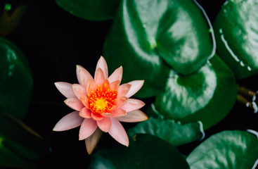 A beautiful lotus flower is complimented by the rich colors of the deep blue water surface.Nature...