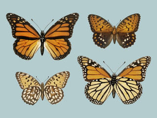 Obraz na płótnie Canvas Monarch Butterfly (Danais Archippus) from Moths and butterflies of the United States (1900) by Sherman F. Denton (1856-1937). Digitally enhanced by rawpixel.