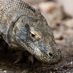 Drago di Komodo
