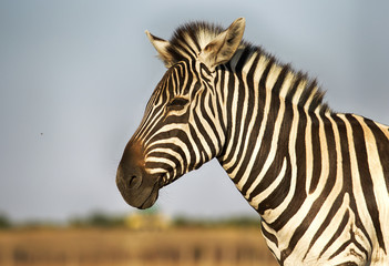muzzle of a zebra