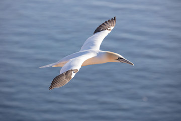 Fototapeta na wymiar The northern gannet is a shock diver who dives into the sea in a quick nosedive to hunt for fish