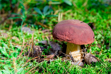 A very delicious and salubrious mushroom Porcini or Cep in it's natural habitat.