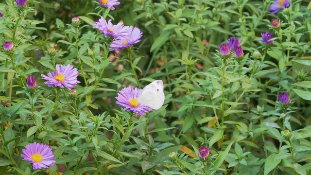 Pieris brassicae - the large white, also called cabbage butterfly - feeding on an Michaelmas-daisy (Aster Amellus) bush