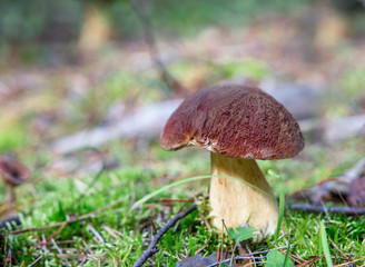 A very delicious and salubrious mushroom Porcini or Cep in it's natural habitat.