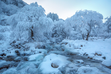 Winter landscape in pink tones,with calm winter river, surrounded by trees.Winter forest on the river at sunset. Belarus landscape with snowy trees, beautiful frozen river with reflection in water.