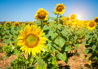 Sunflowers in France. Sunflower field against blue sky in the summer season.