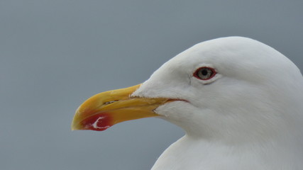 Perfil de una gaviota