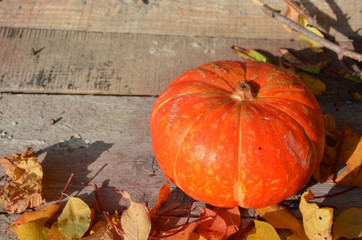 Halloween pumpkin head jack lantern on wooden forest background