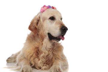 curious golden retriever wearing colorful flowers crown looks to side