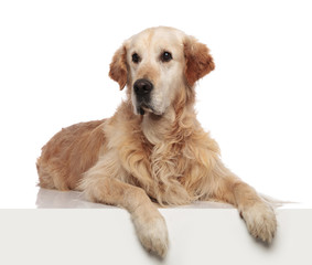 curious labrador lying with paws hanging over the edge