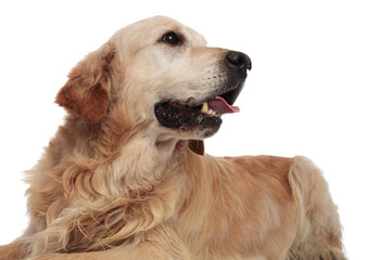 close up of curious panting labrador looking to side