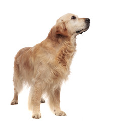 happy golden retriever standing and looking up to side