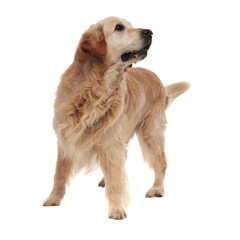 Fototapeta premium curious furry labrador looks up to side while standing