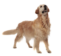 agressive golden retriever standing and looking up to side