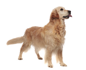 side view of cute goden retriever with tongue exposed