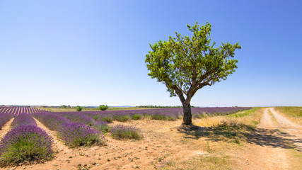 Summer season landscape with blooming lavender fields at Valensole plateau, Provence, France