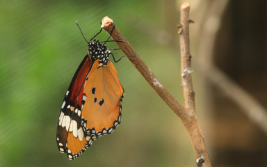 Monarch butterfly composite hold on the branch.
