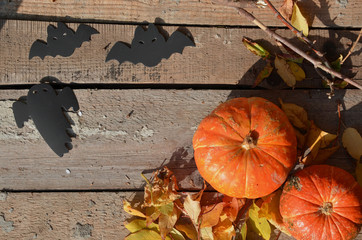 Halloween pumpkin head jack lantern on wooden forest background