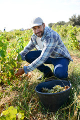 handsome man farmer in the vine, harvesting grapes during wine harvest season in vineyard