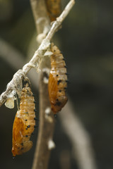 Pupa of the butterfly hanging on stem branch.
