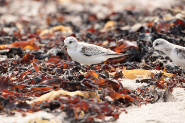 Sandering in non-breeding plumage