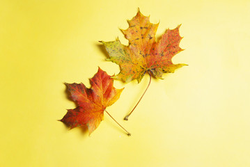 Autumn orange natural maple leaf isolated on yellow background. Copy space.