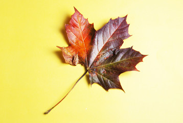Autumn orange natural maple leaf isolated on yellow background. Copy space.