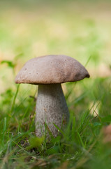 Boletus on grass.