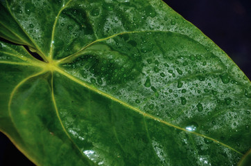 green leaf with water drops