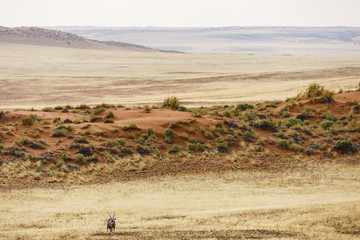 EInsamer Spießbock (Oryx gazella), Tsondab Valley Nature Reserve, Namib-Naukluft-Nationalpark