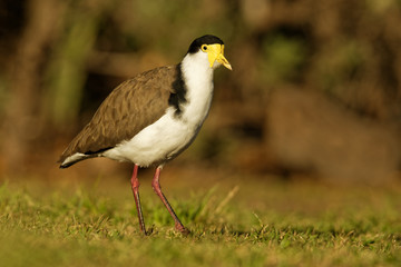 Vanellus miles - Masked Lapwing, wader from Australia and New Zealand