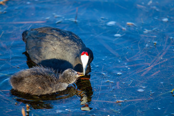 Red Knobed Coot feeding chick
