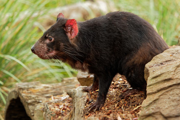 Sarcophilus harrisii - Tasmanian Devil in the night and day in Australia